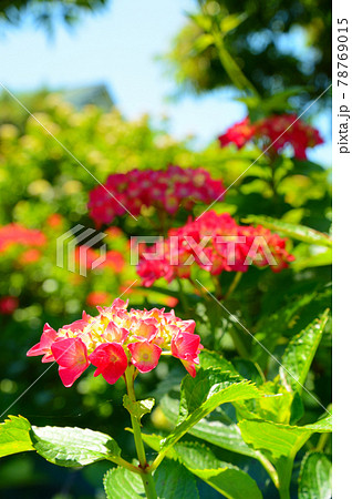 紫陽花 紫陽花 78769015