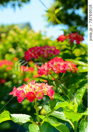 紫陽花 紫陽花 78769016