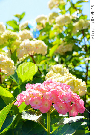 紫陽花 紫陽花 78769019