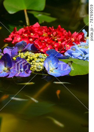 紫陽花 紫陽花 78769059