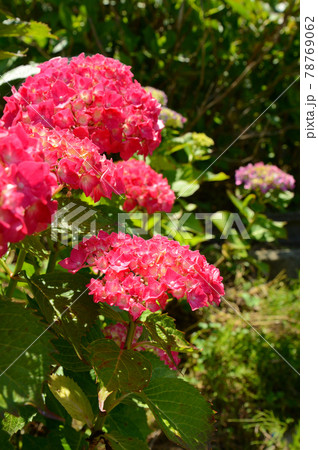 紫陽花 紫陽花 78769062