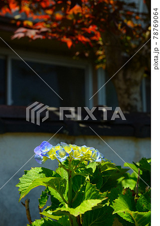 紫陽花 78769064