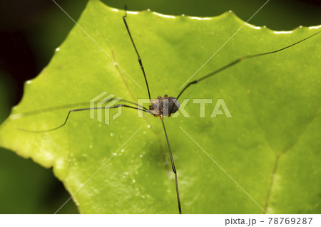 ザトウムシ 78769287