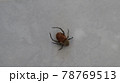 Small spider on the white linen background. Close-up spider photo shot on white background 78769513