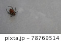 Small spider on the white linen background. Close-up spider photo shot on white background 78769514