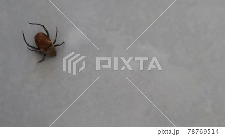 Small spider on the white linen background. Close-up spider photo shot on white background 78769514