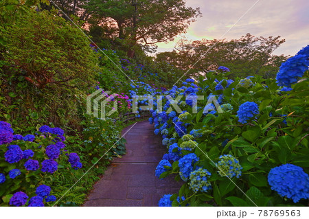 静岡県下田市 伊豆の下田公園 アジサイ名所の紫陽花の夕景 静岡県下田市 伊豆の下田公園 アジサイ名所の紫陽花の夕景 78769563