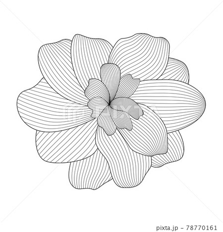 black and white flower on white background. Vector Illustration. black and white flower on white background. Vector Illustration. 78770161