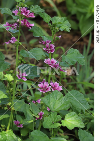 初夏の庭に咲くゼニアオイの赤紫色の花 78770496
