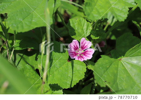 初夏の庭に咲くゼニアオイの赤紫色の花 78770710
