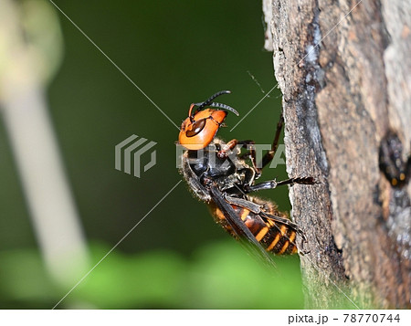 スズメバチの女王蜂 78770744
