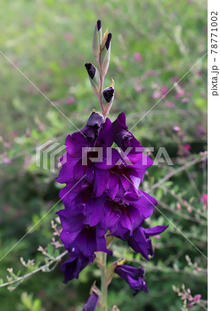 初夏の庭に咲くグラジオラスの紫色の花の写真素材