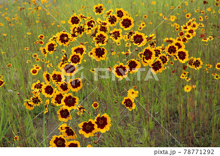 ハルシャギク ハルシャギク 78771292