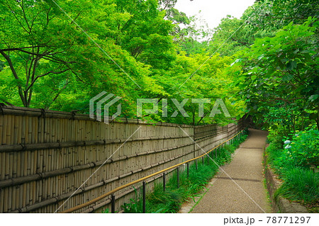 池泉回遊式日本庭園　徳川園の竹塀の小道 78771297