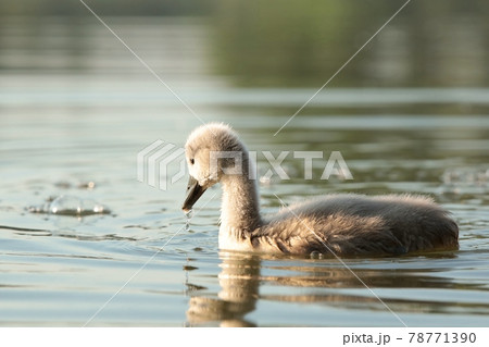 Young swans swim in the pond at dawn Young swans swim in the pond at dawn 78771390