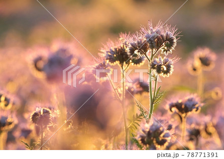 Lacy phacelia in the field during sunrise 78771391