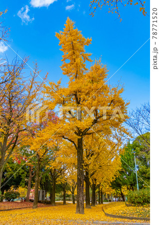 黄金色に染まる、千種公園〈愛知県名古屋市〉 78771520