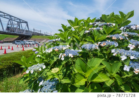 紫陽花のある鉄道風景 京成線 紫陽花のある鉄道風景 京成線 78771728
