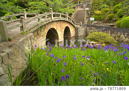 菅原神社の参道とカキツバタの花と亀島　岡山県笠岡市 78771809