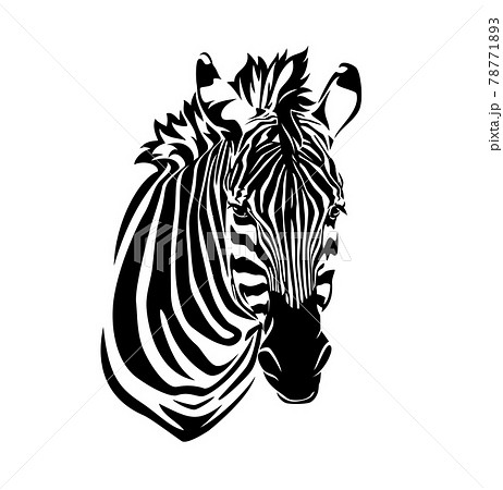 zebra head black and white vector outline portrait 78771893