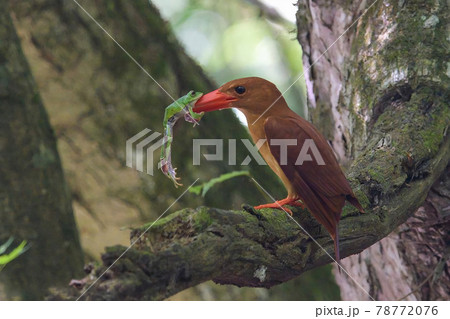 カエルと格闘するアカショウビン 78772076