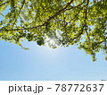 木と太陽と新緑の自然風景 78772637