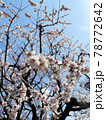 桜と空の風景 78772642