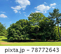 公園の空と木の風景 78772643