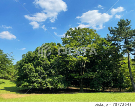 公園の空と木の風景 公園の空と木の風景 78772643