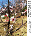 公園で綺麗に咲いていた梅の花 78772645