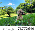 芝生の上で休んでるトイプードル 78772649