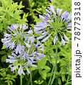 初夏の水色のアガパンサスのアップ 78773318