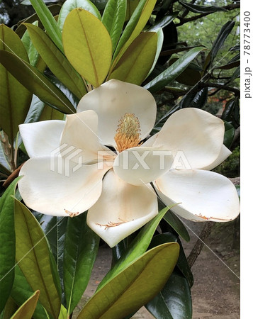 タイサンボク/泰山木 ~ Southern magnolia ~ タイサンボク/泰山木 ~ Southern magnolia ~ 78773400