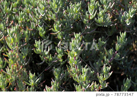 小さな多肉植物 小さな多肉植物 78773547