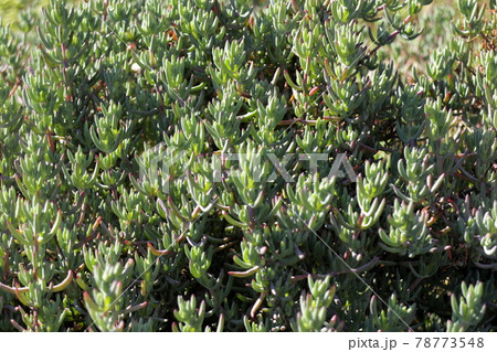 小さな多肉植物 78773548