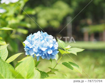 紫陽花 紫陽花 78773704