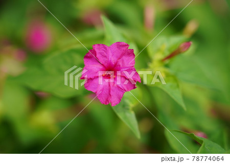 オシロイバナ オシロイバナ 78774064