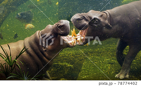 hippopotamus 78774402