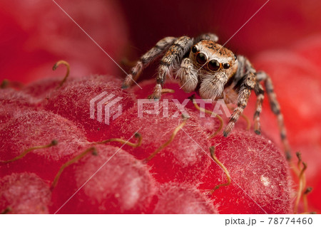 Jumping spider and raspberry Jumping spider and raspberry 78774460