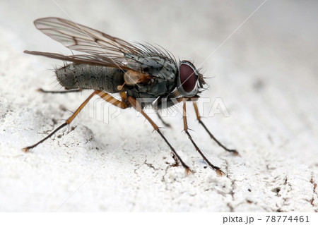 Fly on white bark 78774461