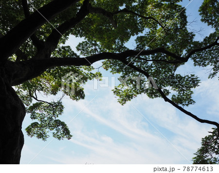 モミジと青空 モミジと青空 78774613