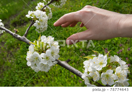 Hand of farmer inspecting blooming tree branch Hand of farmer inspecting blooming tree branch 78774643