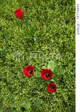 Blooming meadow with few red tulips from above Blooming meadow with few red tulips from above 78774644