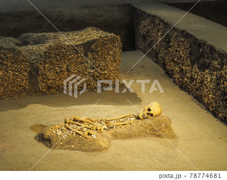 埼玉県富士見市・水子貝塚公園 埼玉県富士見市・水子貝塚公園 78774681