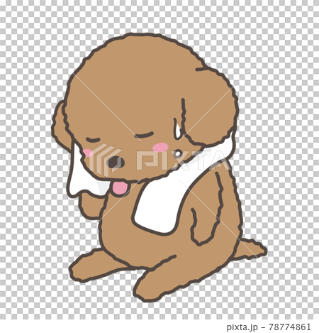 A dog toy poodle wiping sweat with a towel A dog toy poodle wiping sweat with a towel 78774861