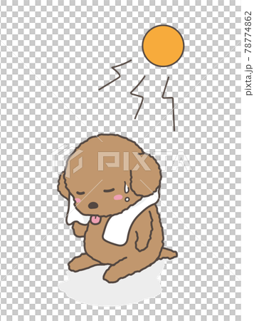 A dog toy poodle wiping sweat with a towel A dog toy poodle wiping sweat with a towel 78774862