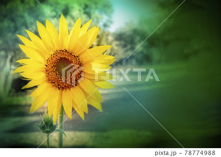 A photo of a sunflower in a garden with copyspace A photo of a sunflower in a garden with copyspace 78774988