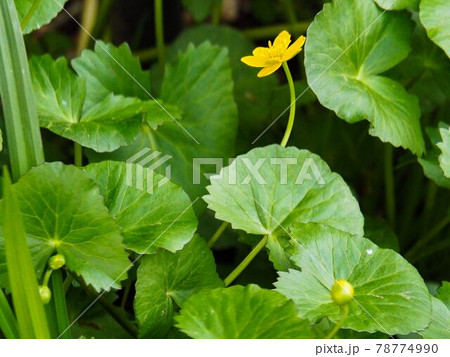 東京板橋区・赤塚植物園のリュウキンカ 78774990