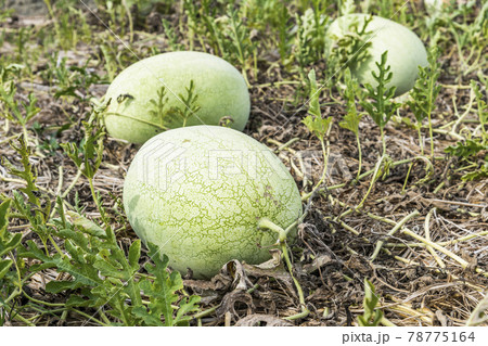 Watermelons are growing in farmland in Yunlin, Taiwan 78775164