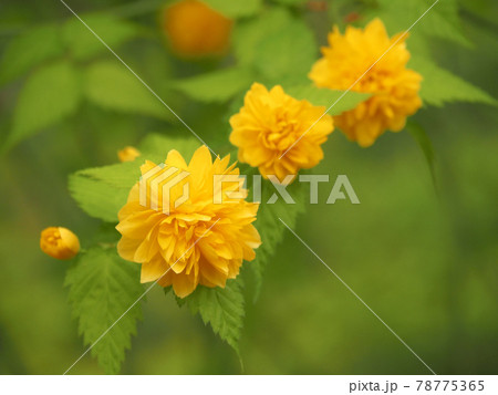 東京板橋区・赤塚植物園のヤエヤマブキ 東京板橋区・赤塚植物園のヤエヤマブキ 78775365